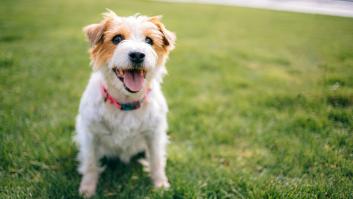 Un parásito canino podría ayudar a combatir cánceres incurables
