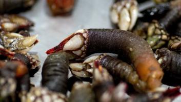 Una cerveza de... ¿percebe?