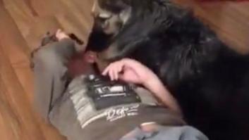 Aplauso generalizado por lo que hizo este perro para ayudar a su dueño autista