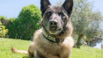 'Elton', el perro que busca a Gabriel en Níjar