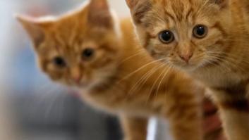 Por qué Twitter se ha llenado de gatos tras el atentado de Barcelona