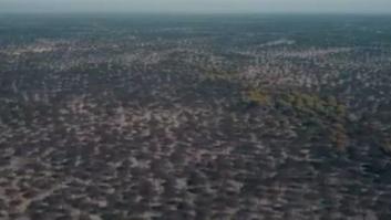 La devastación del incendio de Moguer, a vista de dron