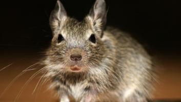 Los ratones se comen más de 15.000 euros de un cajero en India