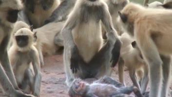 Un grupo de monos confunde un robot con una cría y protagoniza la escena más tierna de los documentales