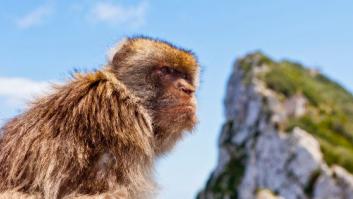 Gibraltar acusa a España de 'trolear' una encuesta sobre el Peñón