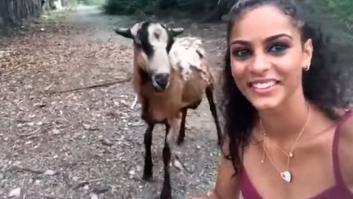 Intenta hacerse un selfie con una cabra. Sale mal