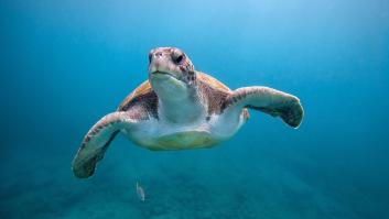 Sorpresa e indignación ante la bañista que decidió tomar el sol en la zona destinada a los huevos de las tortugas marinas