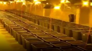 La policía italiana localiza una plantación de marihuana detrás de una ducha