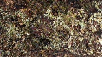 El nuevo reto viral: ¿ves algo raro en la imagen?