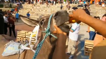 Obligan a un burro a beber cerveza por la nariz como premio por ganar una carrera