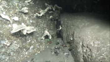 Un vídeo muestra el fondo marino cubierto de ceniza en La Palma