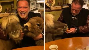 Arnold Schwarzenegger llama a quedarse en casa con un burro y un pony
