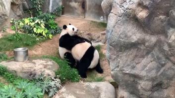 Una pareja de pandas se aparea tras estar 10 años intentándolo