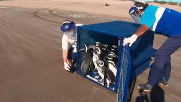 El rescate de unos pingüinos varados que se perdieron buscando comida durante su viaje migratorio en Argentina