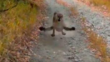La tensa persecución de un puma a un corredor de Utah
