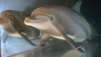 Los animales robot podrían ser el futuro de los zoológicos