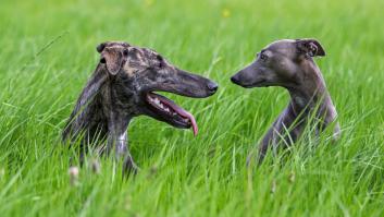 El PSOE contradice a UP y dice que la Ley Animal saldrá excluyendo a los perros de caza