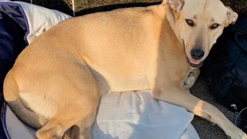 El policía que mató a la perra Sota alega que tuvo miedo cuando se abalanzó