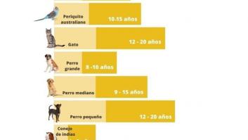 Cuántos años suelen vivir perros, gatos, periquitos y tortugas