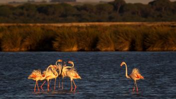 Doñana celebra sus 50 años, superviviente de miles de amenazas