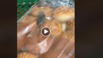 Detectan un gran número de ratas gigantes en árboles de Madrid