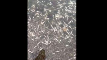 Más de 55.000 personas reivindican en Cartagena un Mar Menor "con futuro"