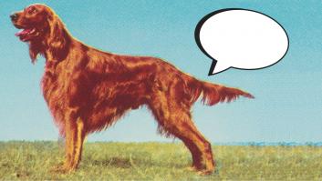 Todo lo que puedes saber por la posición de la cola de tu perro