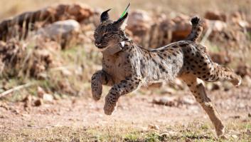 Sueltan cinco linces en libertad en la Sierra Arana (Granada)