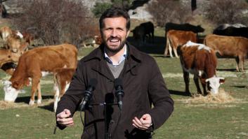 Un insoportable hedor a cerdos