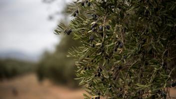 Antonio Miguel, agricultor, sobre la expropiación de sus olivos para instalar placas solares: "Nos dicen que es voluntario, pero si no firmas, te lo quitan"