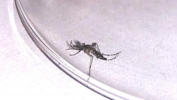 Canarias, en alerta al encontrarse un ejemplar de mosquito del virus del Zika