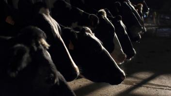 Momento decisivo para la ganadería industrial en Europa