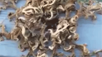 Criaturas marinas raras: un pescador captura estos bichos en Singapur (VÍDEO)