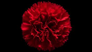 Degollar claveles al ritmo suicida de la noche