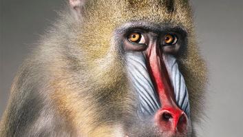 10 fotos de animales en extinción como nunca los habías visto