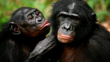 ¿Por qué los seres humanos no tienen hueso en el pene?