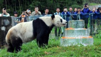 Muere Pan Pan, el oso panda más viejo del mundo