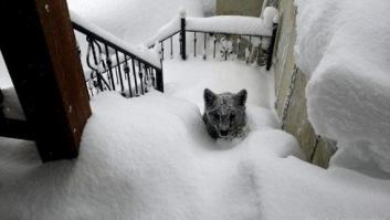 Un joven se encuentra un oso en la escalera de su casa en León tras el temporal de nieve