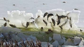 La historia que hay detrás de estos peces congelados en una pared de hielo