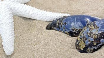 La importancia del hierro en nuestra dieta y cómo mejorar su absorción