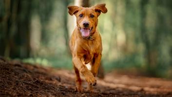 Los perros "lloran" de alegría al reencontrarse con sus dueños