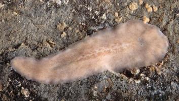 Investigadores españoles descubren una nueva especie marina en la Ría de Arousa