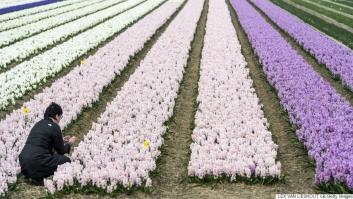 Nunca has visto así los campos de tulipanes de Holanda: desde un dron