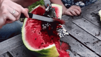 La sorprendente reacción cuando echas aluminio fundido en una sandía (VÍDEO)