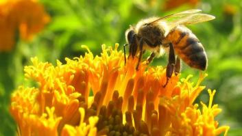 La falta de abejas afectará a la producción de un tercio de los alimentos a nivel mundial