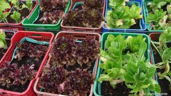 Ensalada de 'primavera'