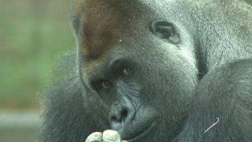 En busca de la esencia humana: ¿superanimales o ineptos desnaturalizados?