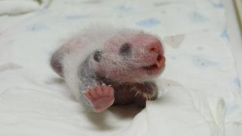 Bebés de oso panda gigante que no podemos dejar de mirar