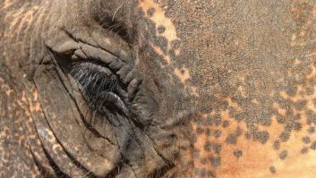 Un paseo con elefantes en Chiang Mai