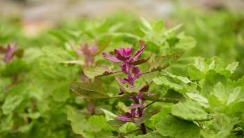 ¿Cómo crece la quinoa? Así son sus plantas y cultivos